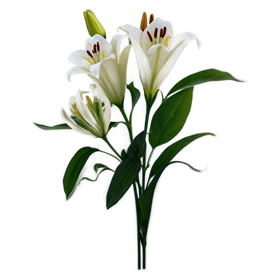 White Lily Stem PNG uhc