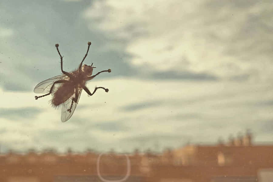 Mosca Doméstica em Janela de Vidro