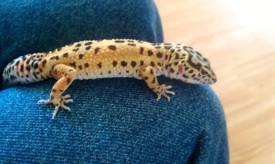 Leopard Gecko
