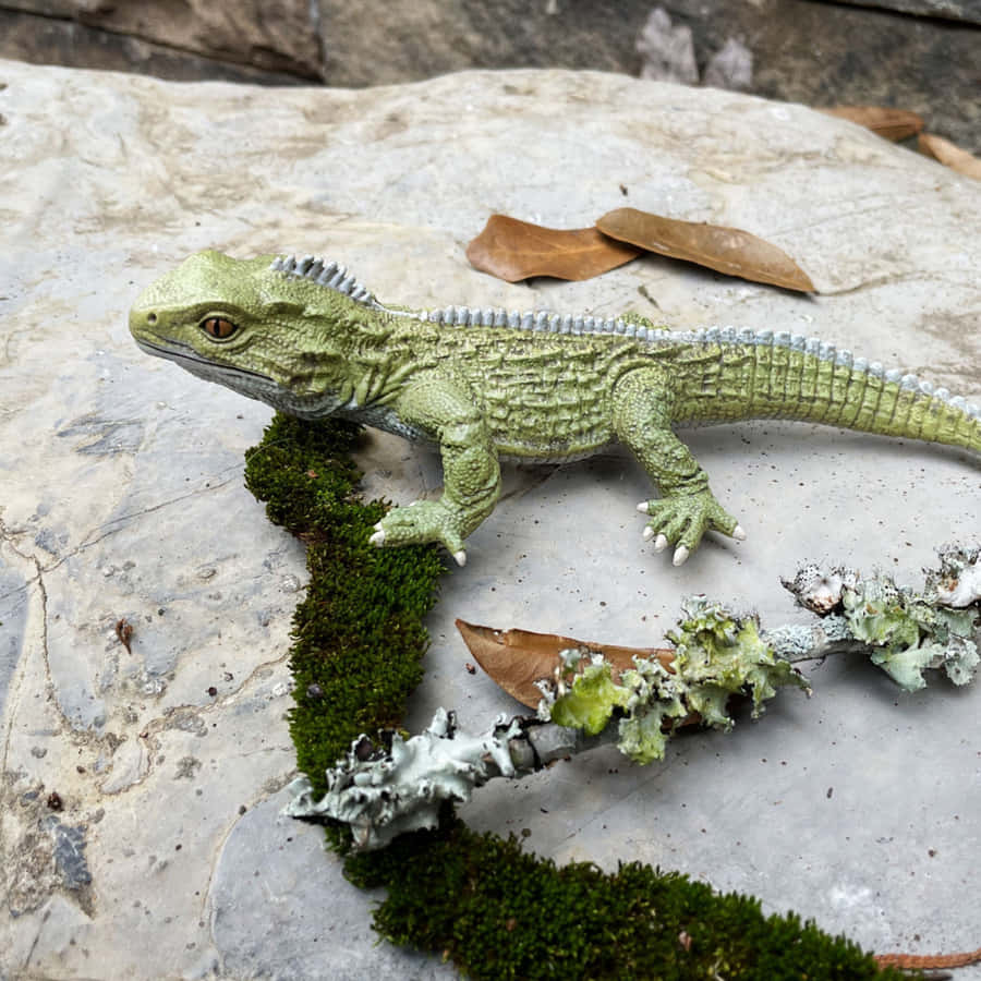 Tuatara su Superficie Rocciosa