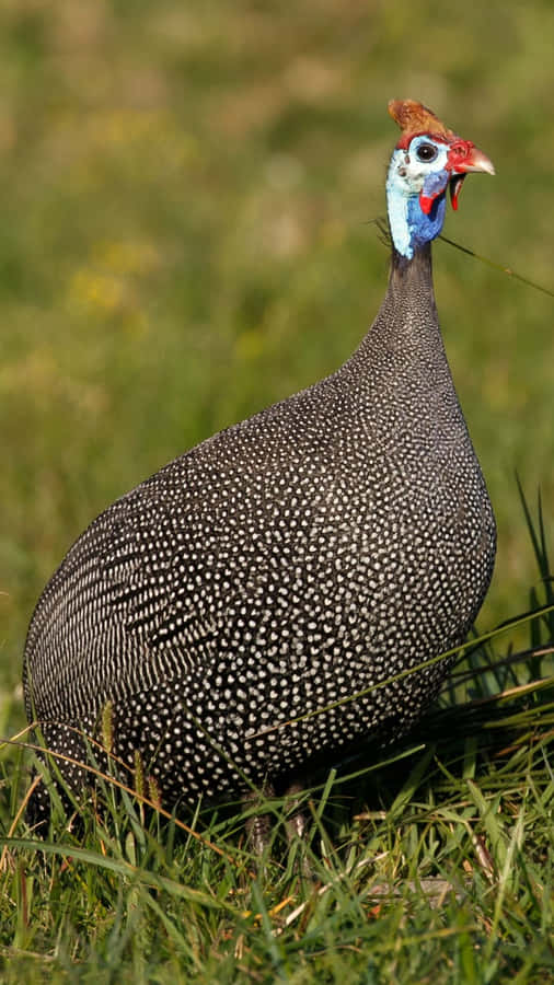 Perlhuhn im Gras