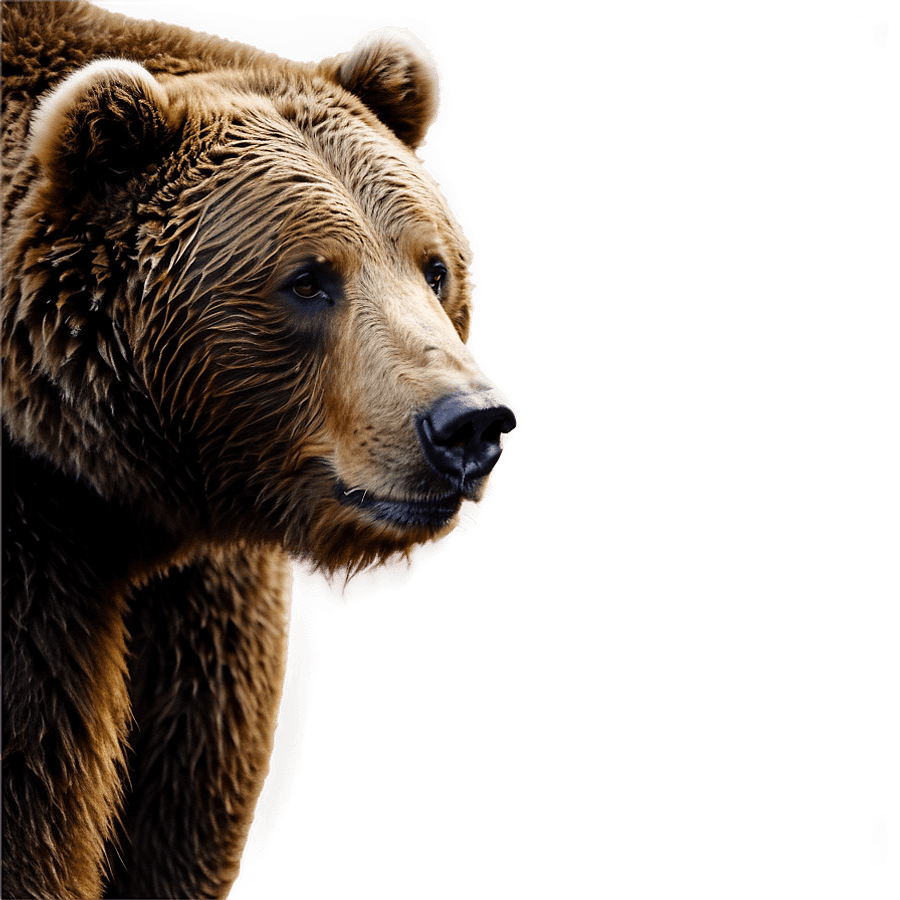 Brown Bear Silhouette PNG 74