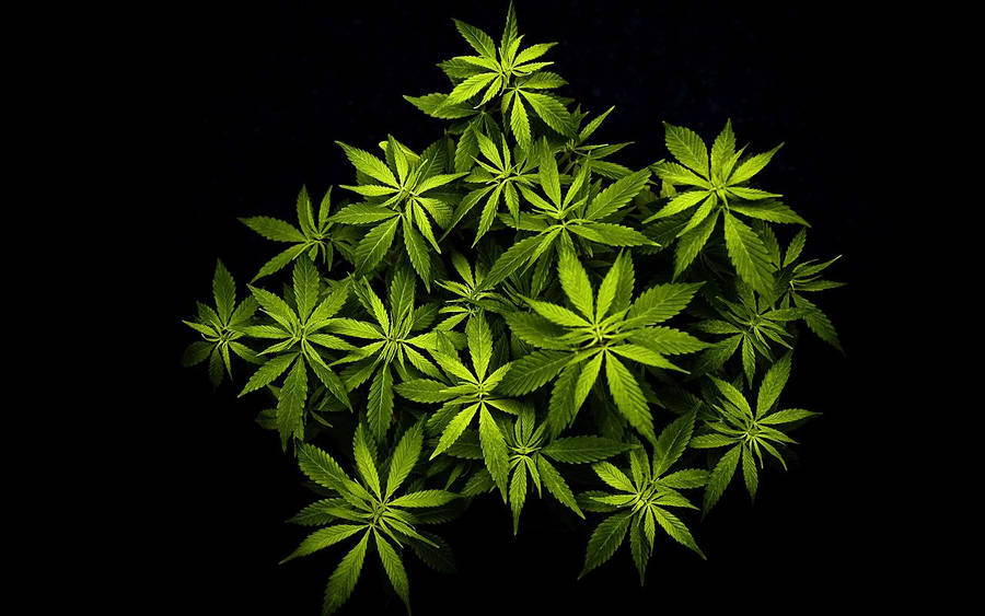 Plante de feuille de cannabis dans un noir profond