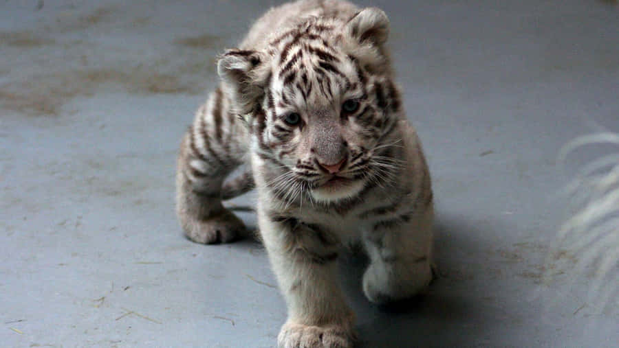 Baggrundmed babytiger