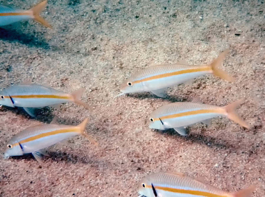 Um Peixe-Cabra Vibrante Navegando em Recifes de Coral