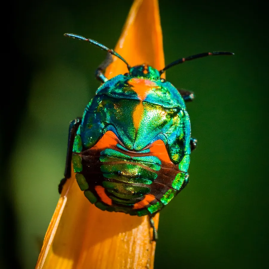 bug Pictures