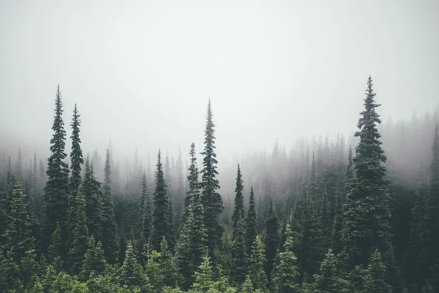 Pine Tree Background