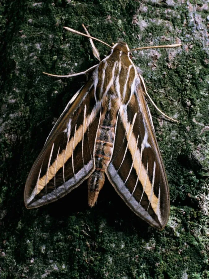 Sphinx Mothon Tree Bark