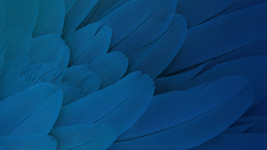 Blue Feather Texture Background