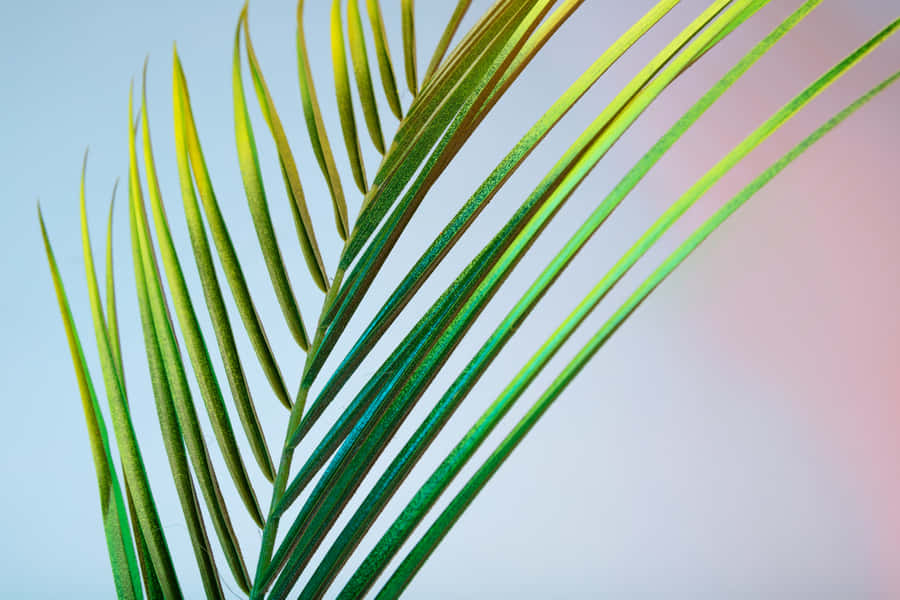 Vibrant Palmblad Närbild
