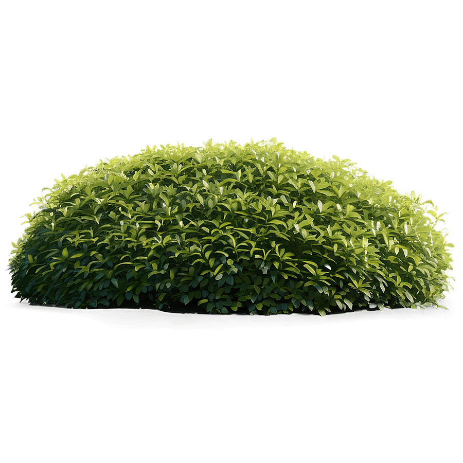 Detailed Bushes PNG 50