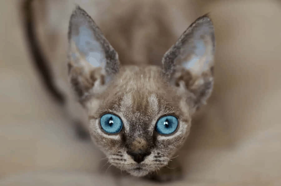 DevonRex 1319 x 873 tapet