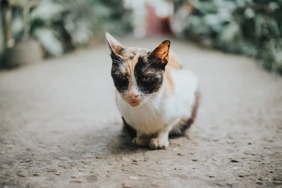 Grumpy Cat pictures