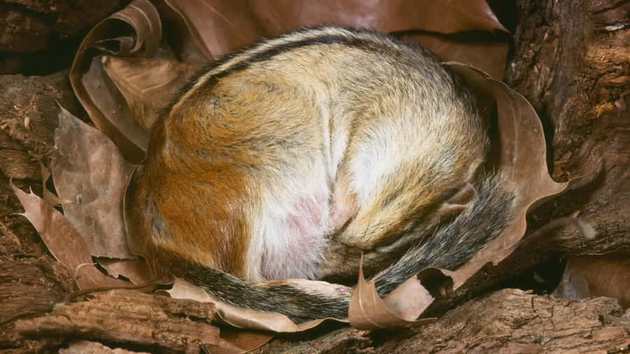 Orsoche Dorme in una Tana Accogliente