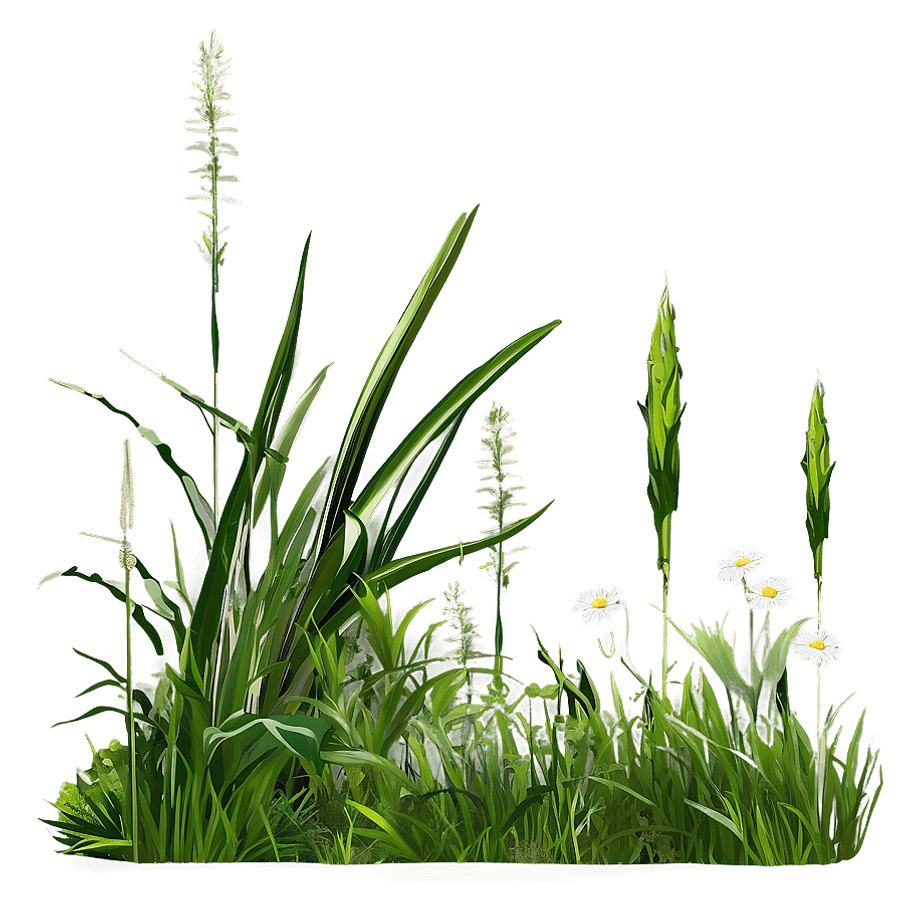 Tall Grass in Spring PNG 86