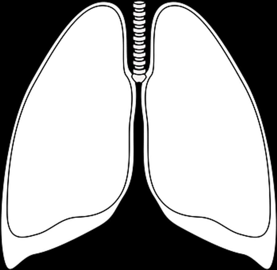 Human Lungs Diagram Simple