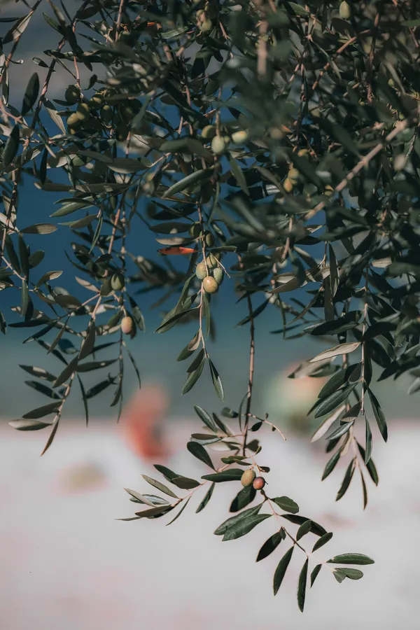 Olive Tree