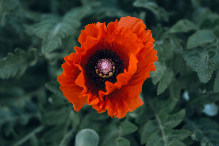 Giorno della memoria del fiore rosso brillante del papavero