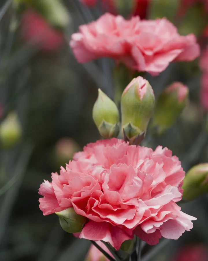 Carnation pictures