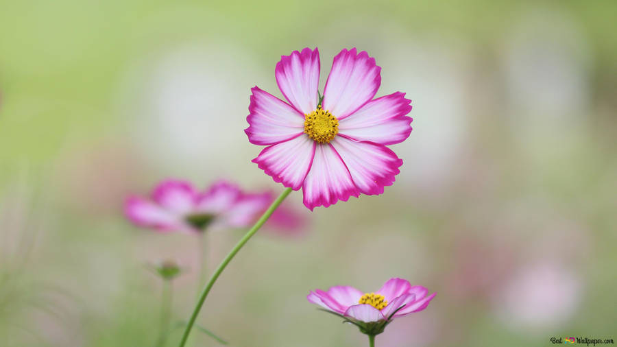 En mark af pink og hvide vilde blomster.