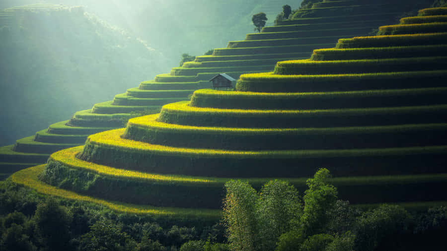 Rice Paddy Steps