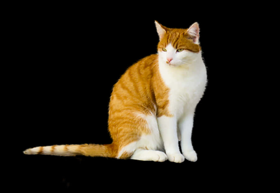Orangeand White Cat Black Background