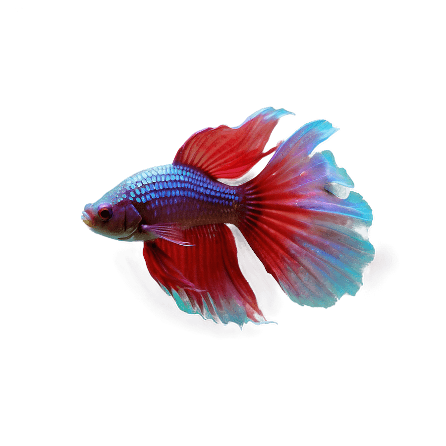 Red Betta Fish PNG 06122024