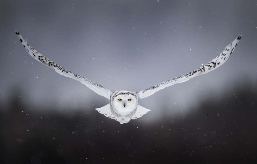 SchneeEule 1332 x 850 Hintergrundbild