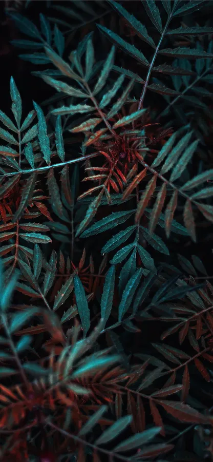 Plant Iphone