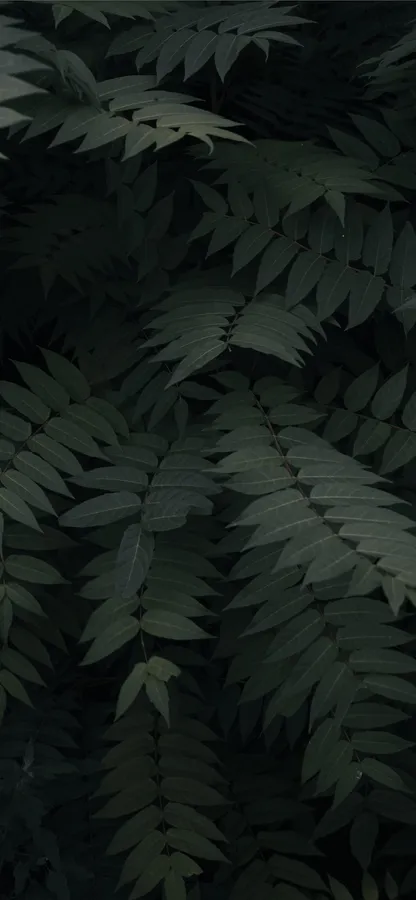 Plants Iphone