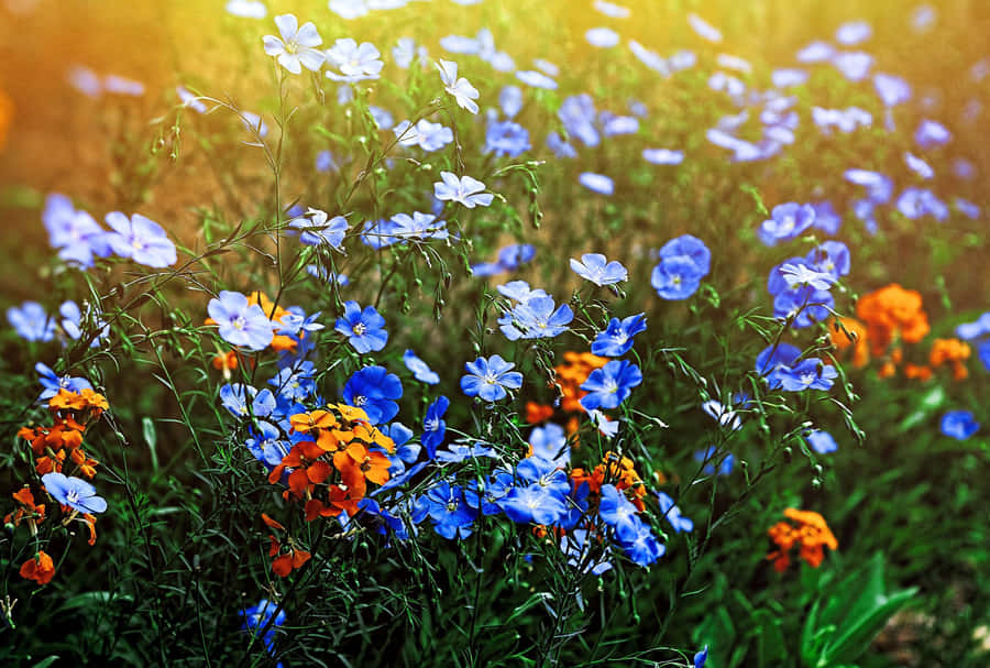 Vildblomma i ängar 2048 x 1381 bakgrundsbild