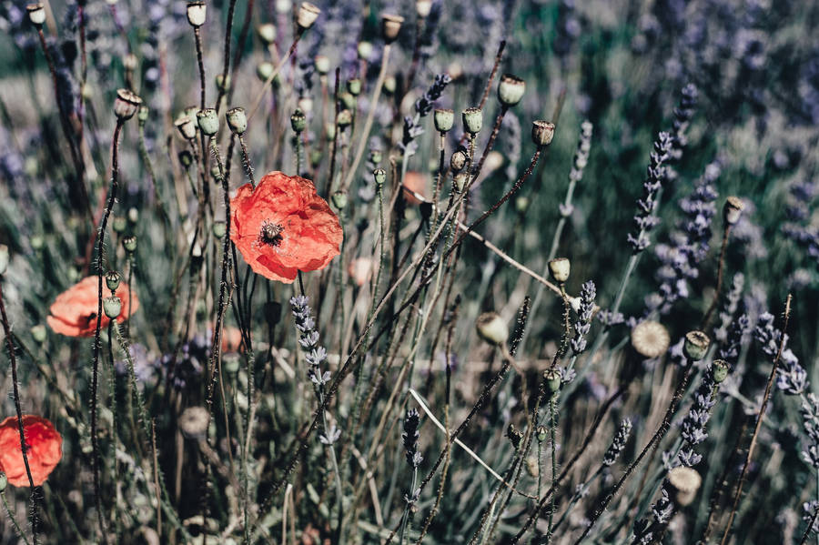 Giorno della Memoria Fiori di papavero