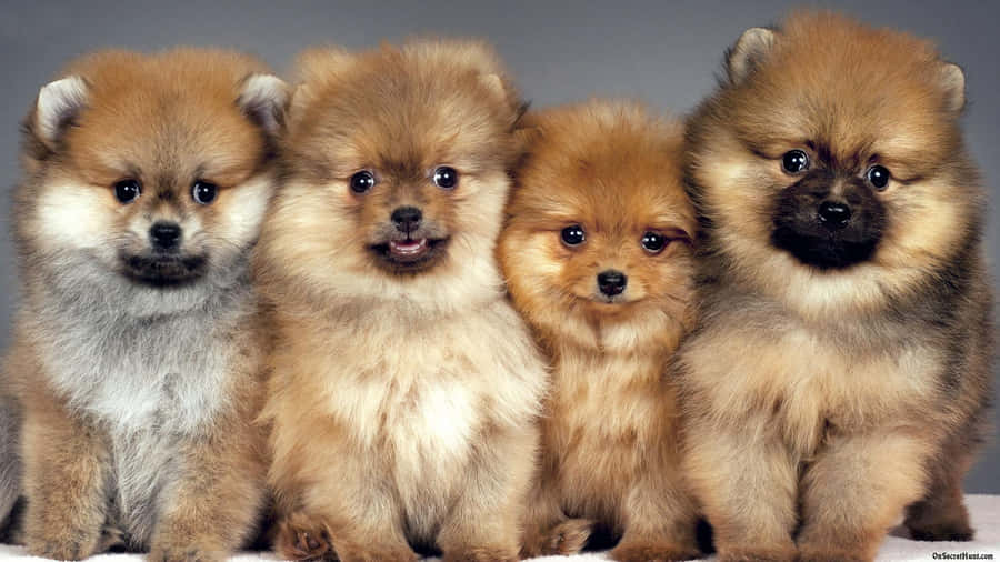 Blød og fluks Fluffy Hund Tapet