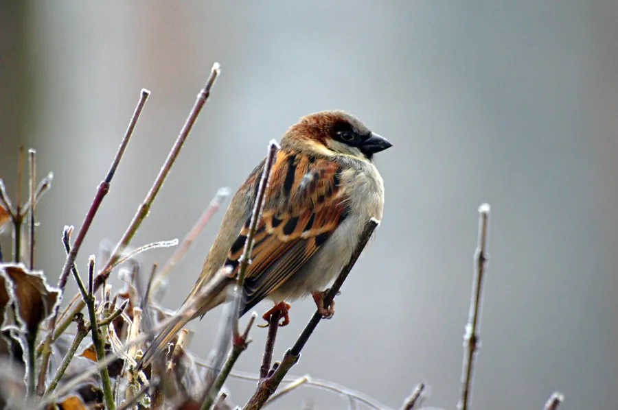 sparrow pictures