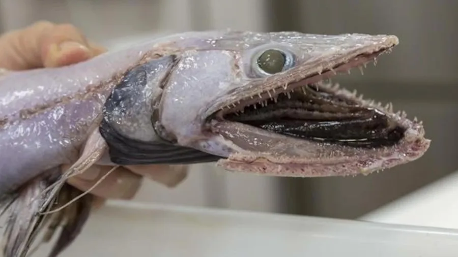 Lizardfish Close Up