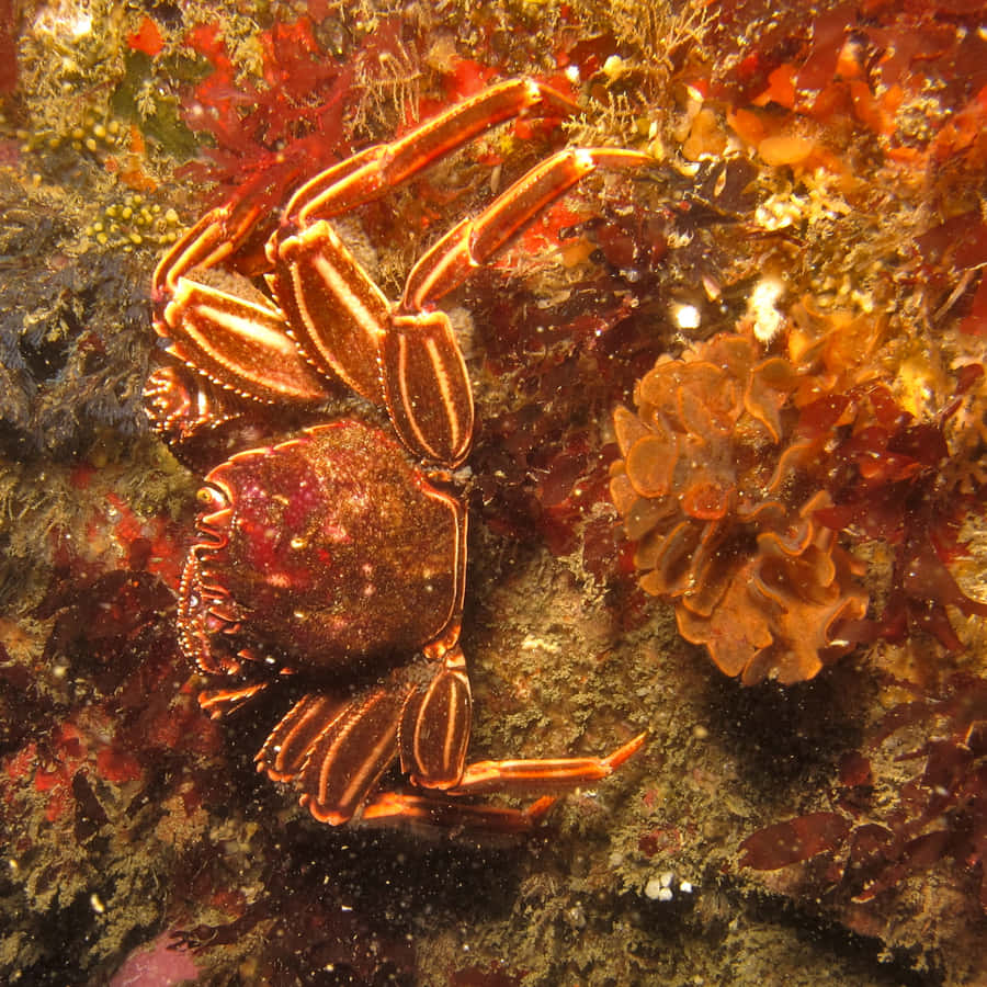 Habitat Subaquático de Caranguejo de Rocha