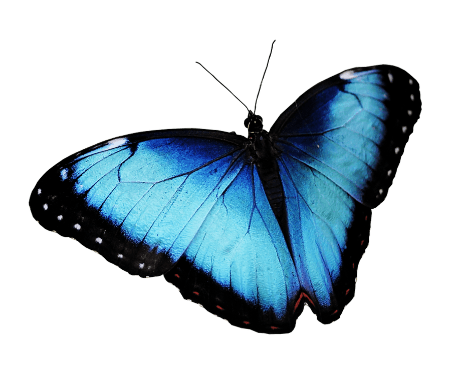 Vibrant_ Blue_ Butterfly.png