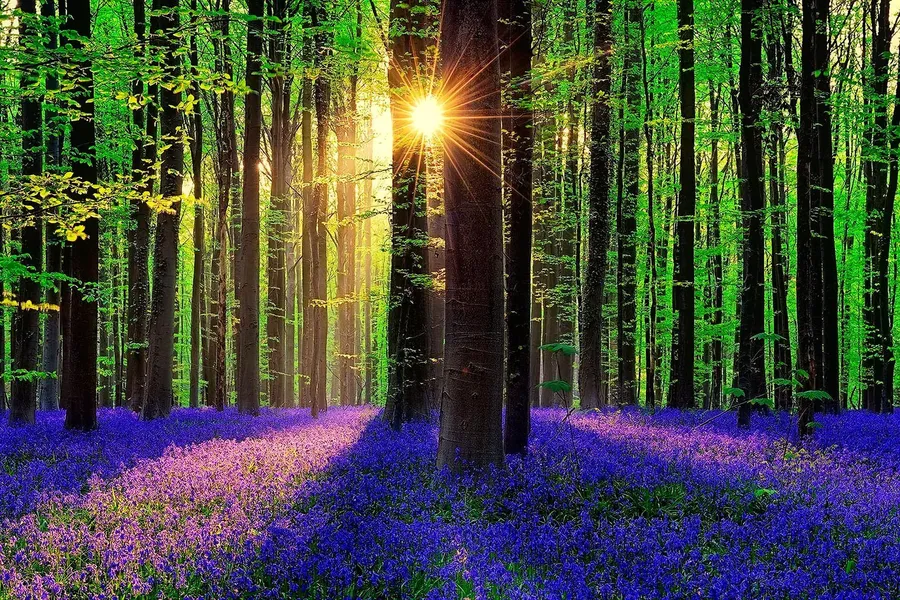 Sunshine Forest Flowers