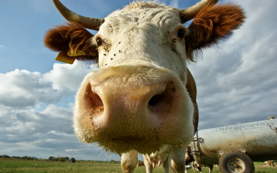 Cow background