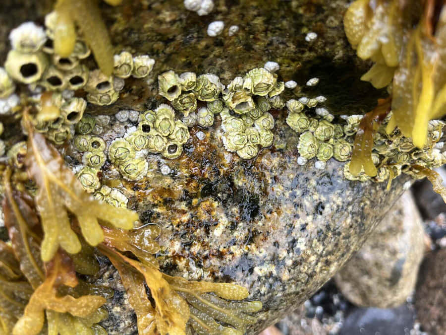 Crostacei e Alga su Roccia