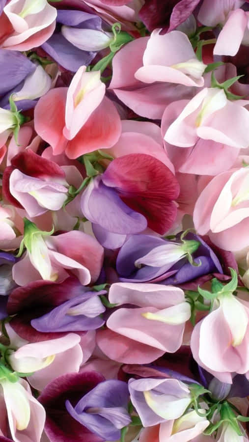 Etnærbillede af pink og lilla blomster.