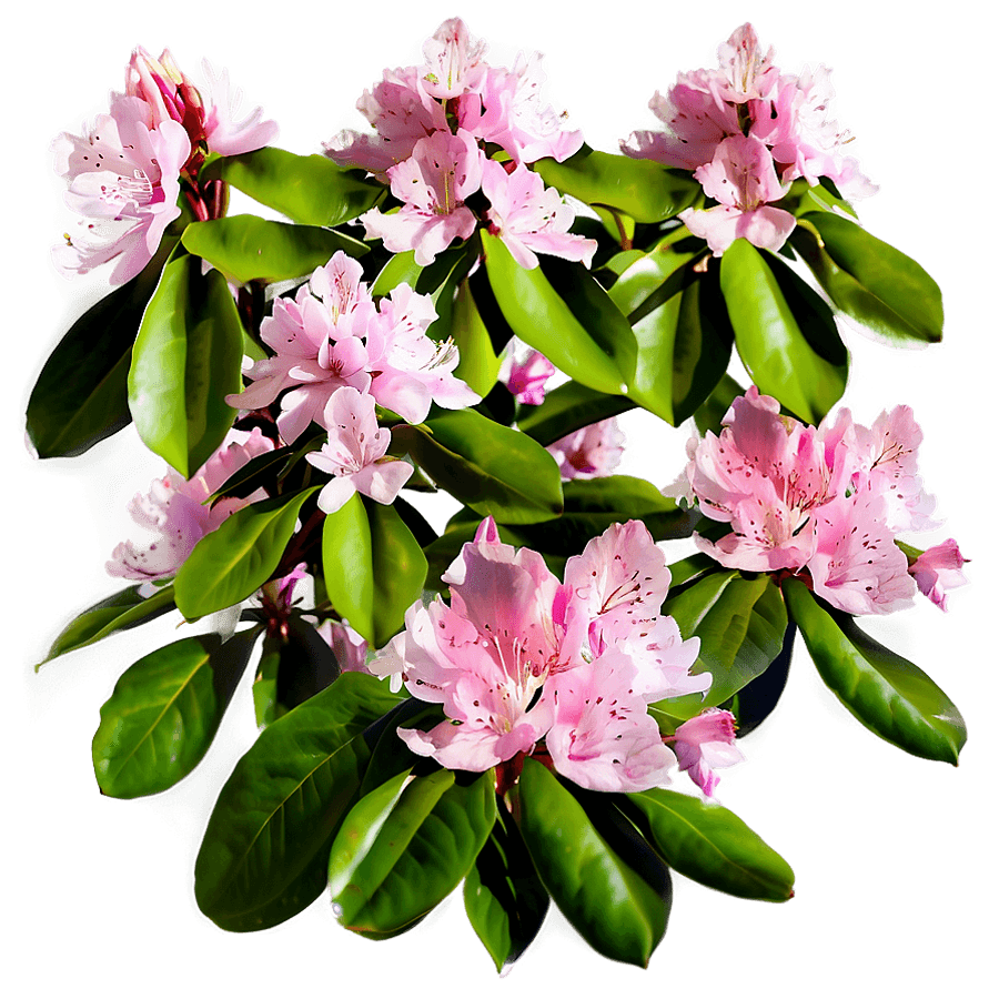 Pink Rhododendron PNG duf