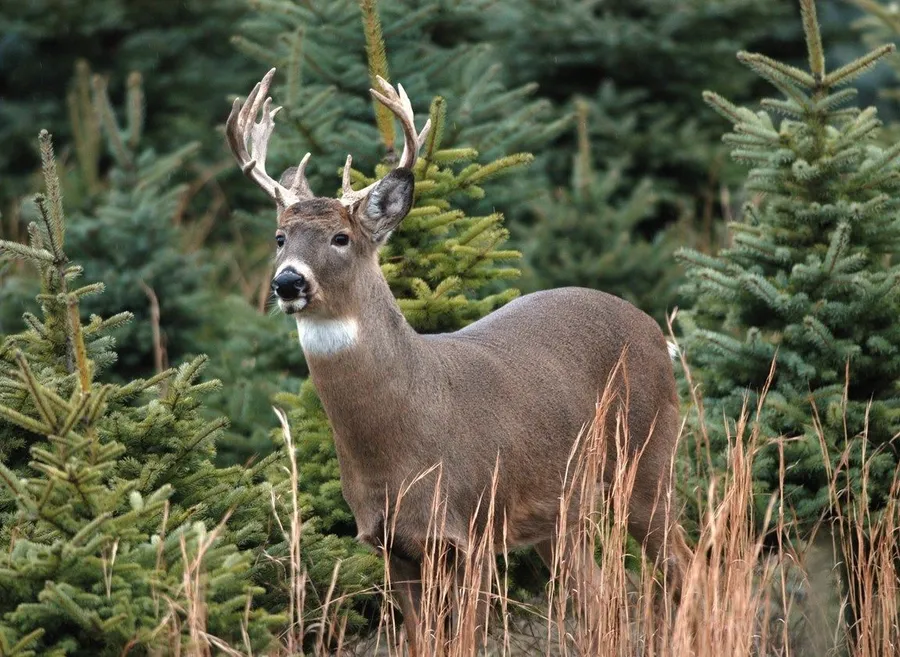 Buck