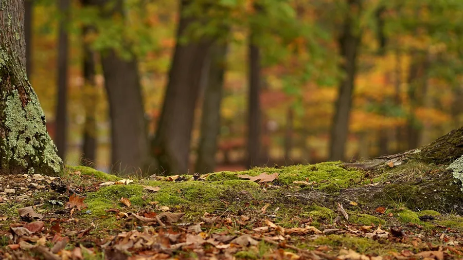 Outdoor Background