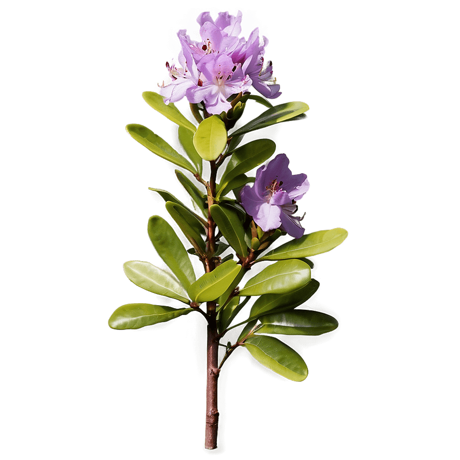 Purple Rhododendron PNG lsw