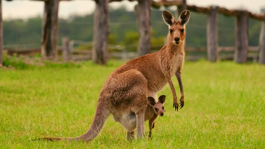 Dark brown kangaroo wallpaper