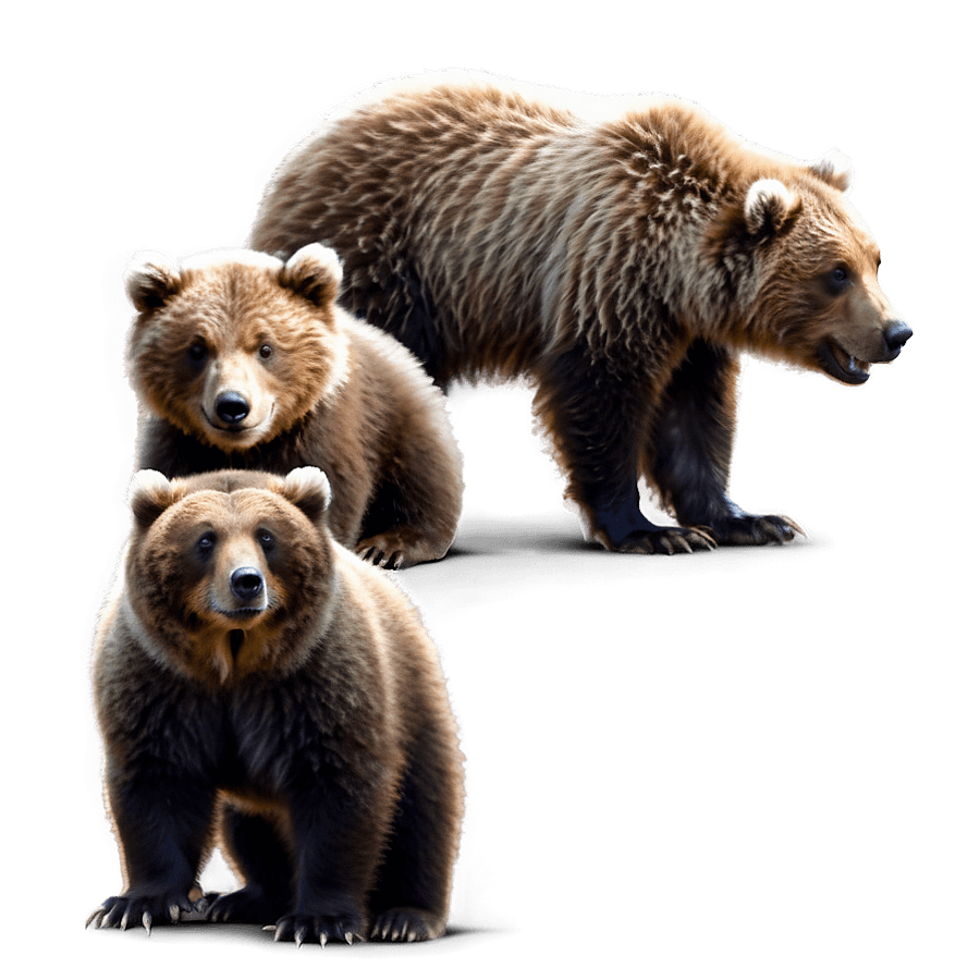Cute Grizzly Bear Cub PNG 06112024