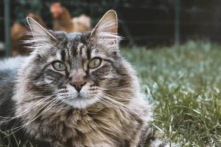 Cat pictures