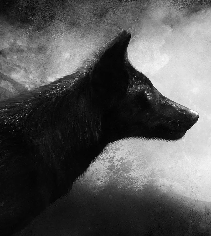 Black Wolf background