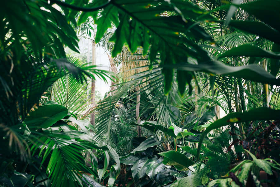 Frodig Tropisk Foliage Dschungel Estetik